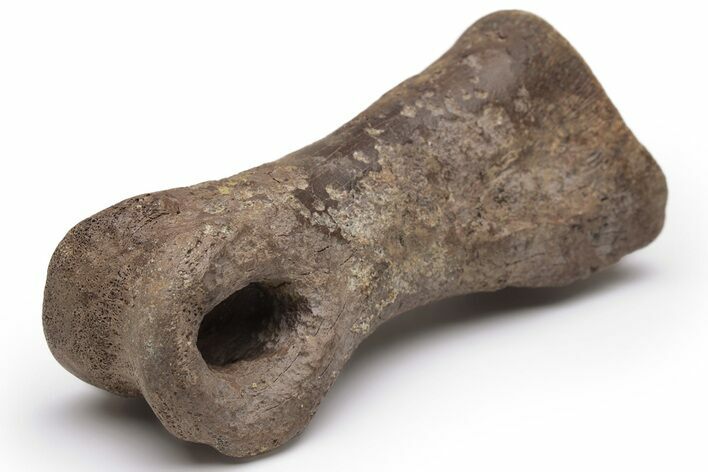 Ornithomimid (Struthiomimus) Toe Bone - Montana #235560